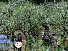 -南国桃园旅游度假区