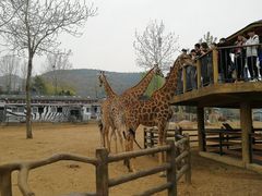 -大连森林动物园