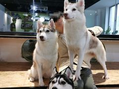 -Husky Go! 哈士奇体验馆·宠物咖啡厅狗咖