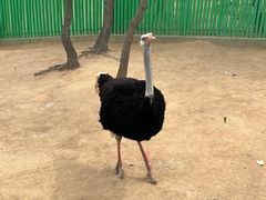 -西霞口神雕山野生动物世界