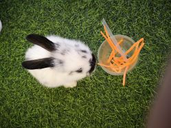 -萌宠亲子动物乐园(槐房万达店)