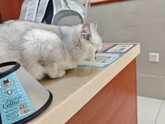 -艾贝尔宠物医院 ·内科全科(梁溪路店)