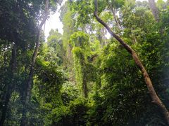 -西双版纳原始森林公园