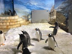 -成都浩海立方海洋公园