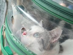 -伟伟宠物医院·瑞派猫友好医院·猫科(光谷店)