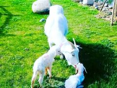 -前小桔亲子创意农场·草莓采摘·露营烧烤