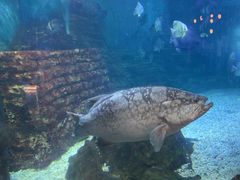 -烟台海昌鲸鲨海洋公园