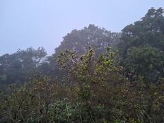 -梧桐山风景名胜区