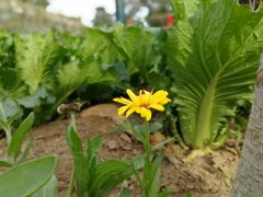 -草根堂农场