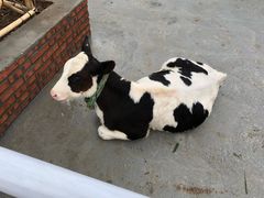 -迪茵湖田家舍生态农场