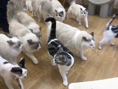-有喵·猫咖·狗咖·30几只猫10只小狗(岗厦店)