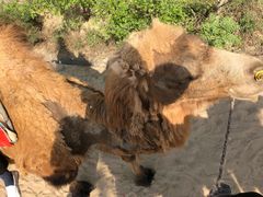 -古柏渡飞黄旅游区
