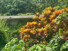 -中国科学院西双版纳热带植物园