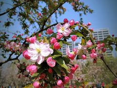 -海棠花溪(元大都城垣遗址公园)