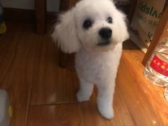 -美联众合动物医院·24h京西诊疗中心