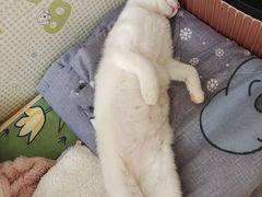 -瑞派雷欧宠物医院·24h夜诊·心脏骨科牙科·全科重症转诊中心(无影山店)