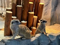 -Zoolung Zoolung动物主题公园(海信广场店)