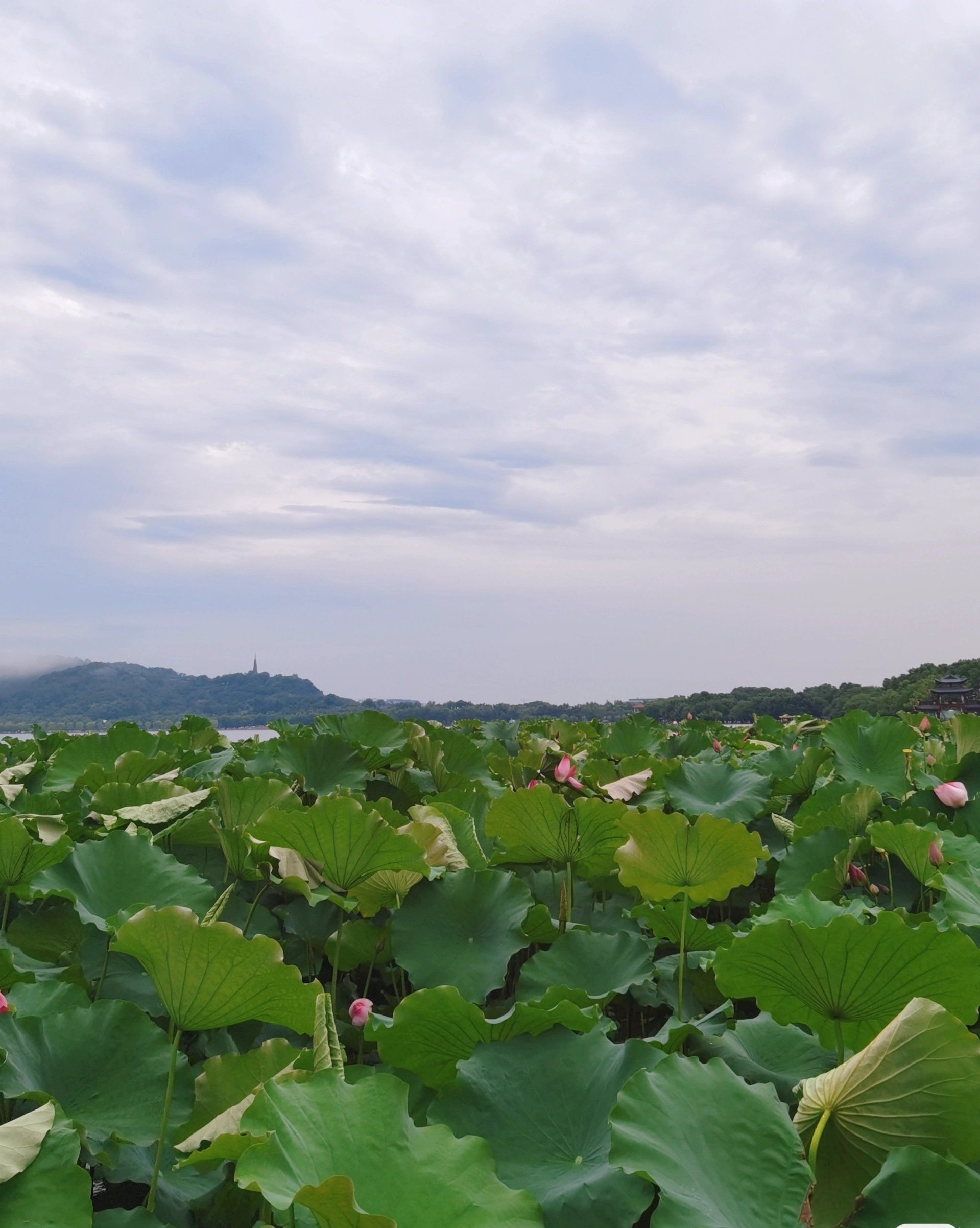 又是一年赏荷花季节|6.22日拍摄于西湖边