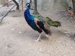 iphone_upload_pic-百鸟园