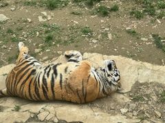 -栾川竹海野生动物园