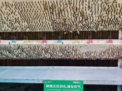 -野象谷景区