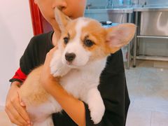 -翊宠yipet猫狗购宠庄园犬舍•猫舍