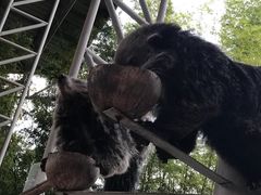 -清迈夜间动物园