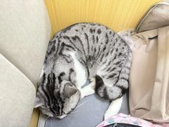 -美联众合动物医院·24h转诊中心