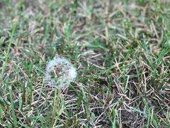 -武清南湖绿博园