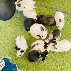 -萌宠亲子动物乐园(槐房万达店)