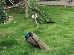 -成都动物园