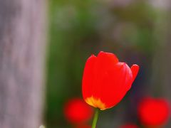 -哈尔滨文化公园