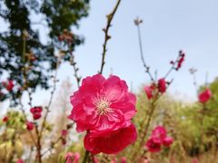 -桃花涧