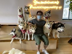 -Husky Go! 哈士奇体验馆·宠物咖啡厅狗咖