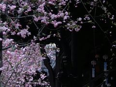 -莫愁湖公园