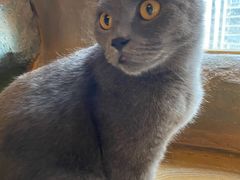 -猫猫幼稚园·撸猫·桌游·电玩