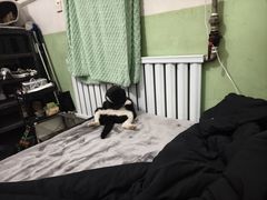 -宠福鑫康馨动物医院·骨科·眼科