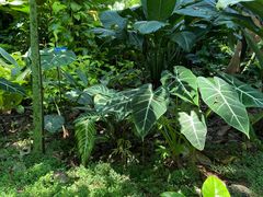 -中国科学院西双版纳热带植物园