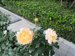 -迎泽公园