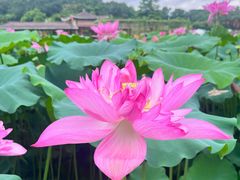 -广州莲花山旅游区