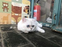 -喵屿·大理花园猫咖