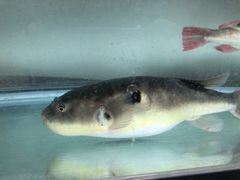 -长顺河豚馆(江洲东路)