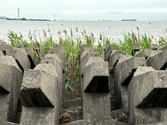 -上海滨江森林公园