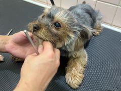 -FAELING PETS美天灵宠物(富力广场店)