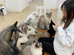 -李小姐の猫咖啡馆(五角场店)