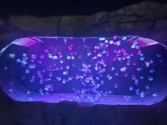 -石家庄极地海洋世界