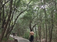 -紫金山山顶公园