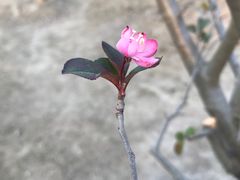 -樊川祖传馄饨(江都店)