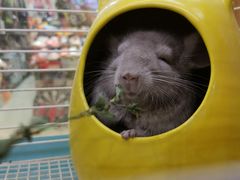 -宠物兔专门店(天丰利市场店)