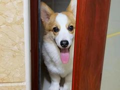 -派多格宠物·购宠(靛厂路店)